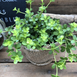 デピーナ♡ペペロミア♡入手困難♡観葉植物 12枚目の画像