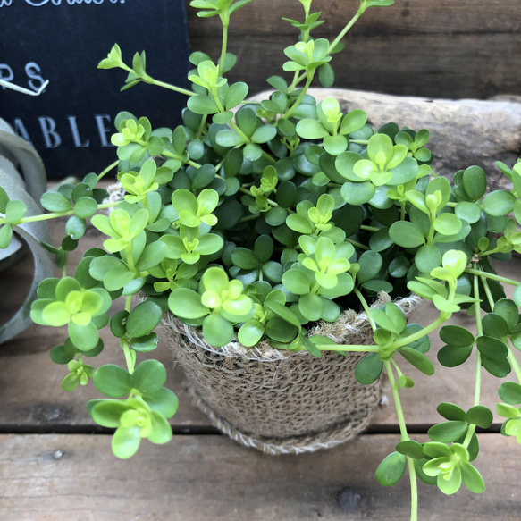 デピーナ♡ペペロミア♡入手困難♡観葉植物 14枚目の画像