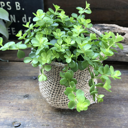 デピーナ♡ペペロミア♡入手困難♡観葉植物 13枚目の画像