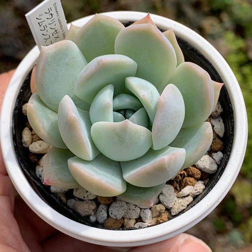 人気品種！☆ラウリンゼ×シムランスブスタマンテ 多肉植物 おらいさん