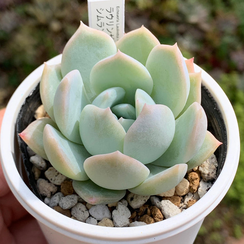 人気品種！☆ラウリンゼ×シムランスブスタマンテ 多肉植物 おらいさん