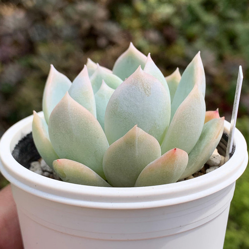 人気品種！☆ラウリンゼ×シムランスブスタマンテ 多肉植物 おらいさん