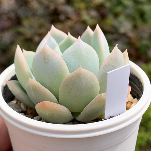 人気品種！☆ラウリンゼ×シムランスブスタマンテ 多肉植物 おらいさん