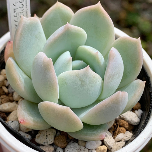 ☆売約済みエケベリア「フィオナ×シムランスブスタマンテ」 売約済み