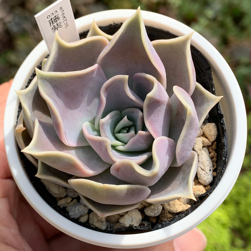 人気品種！☆藤紫 多肉植物 自家栽培 国産 多肉植物 美✴︎taniku