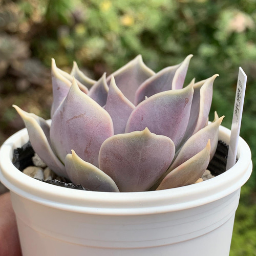 人気品種！☆藤紫 多肉植物 自家栽培 国産 多肉植物 美✴︎taniku 通販