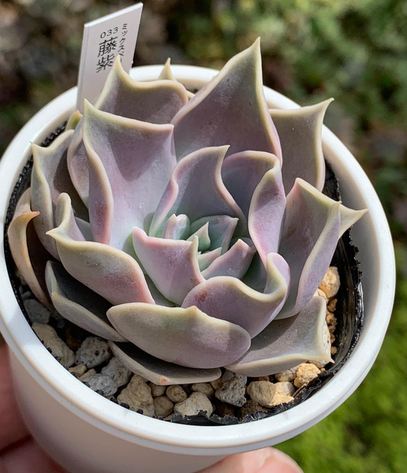 人気品種！☆藤紫 多肉植物 自家栽培 国産 多肉植物 美✴︎taniku