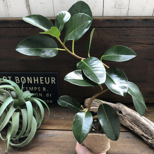 フランスゴムの木♡曲がり木♡観葉植物♡曲がった幹♡ アートフラワー