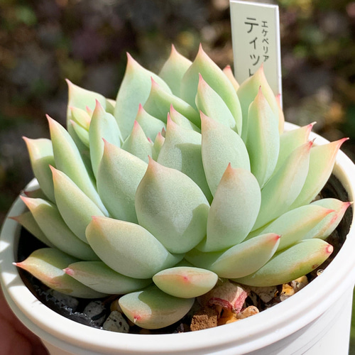 ☆ティッピー 多肉植物 自家栽培 国産 多肉植物 美✴︎taniku 通販