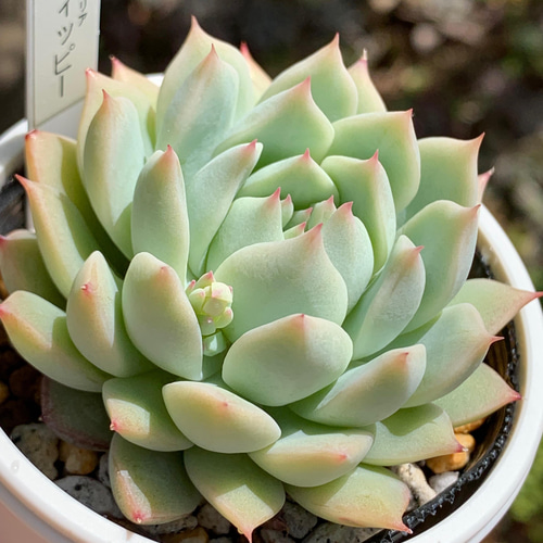 ☆ティッピー 多肉植物 自家栽培 国産 多肉植物 美✴︎taniku（セール