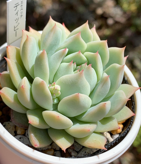 ☆ティッピー 多肉植物 自家栽培 国産 多肉植物 美✴︎taniku 通販