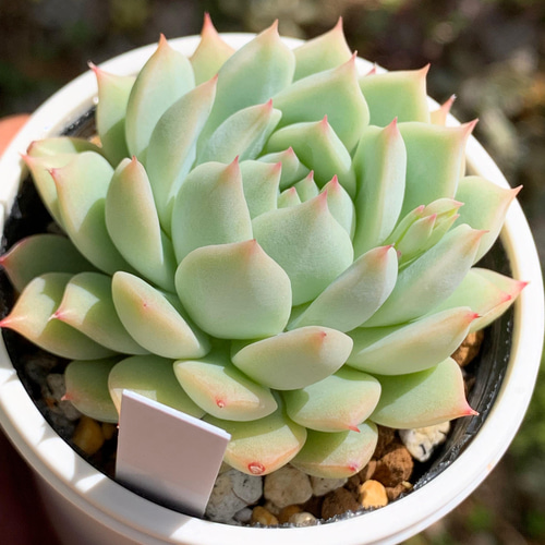 多肉植物　ディビット　① 多肉植物 ディビット ① 多肉植物 ディビット ① デイビット : Cacto