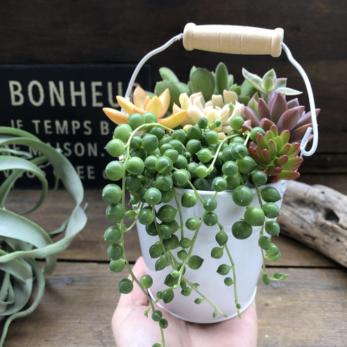 多肉植物の寄せ植えバケツ♡グリーンネックレスの寄せ植え♡可愛い