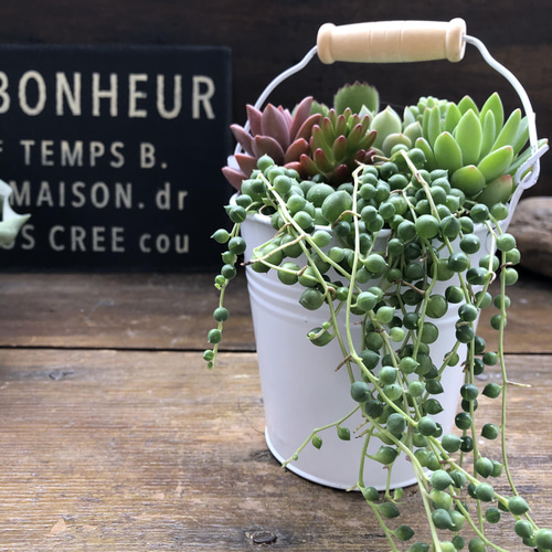 多肉寄せ植え♡グリーンネックレス 多肉寄せ植え♡グリーンネックレス