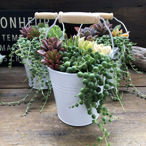 多肉寄せ植え♡グリーンネックレス 多肉植物の寄せ植えバケツ♡グリーンネックレスの寄せ植え♡可愛い