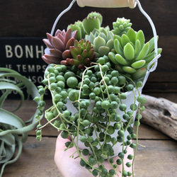 多肉植物の寄せ植えバケツ♡グリーンネックレスの寄せ植え♡可愛い