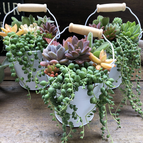 多肉植物 寄せ植え 木箱 ステンシル ロメオhyb グリーンネックレス