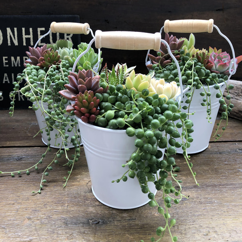 多肉植物の寄せ植えバケツ♡グリーンネックレスの寄せ植え♡可愛い