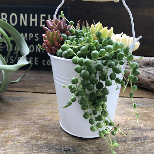 多肉植物の寄せ植えバケツ♡グリーンネックレスの寄せ植え 多肉植物の寄せ植えバケツ♡グリーンネックレスの寄せ植え
