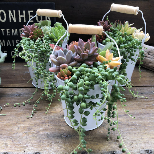 多肉植物の寄せ植えバケツ♡グリーンネックレスの寄せ植え 多肉植物の寄せ植えバケツ♡グリーンネックレスの寄せ植え