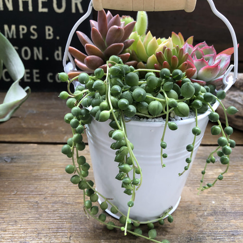 多肉植物の寄せ植えバケツ♡グリーンネックレスの寄せ植え♡可愛い