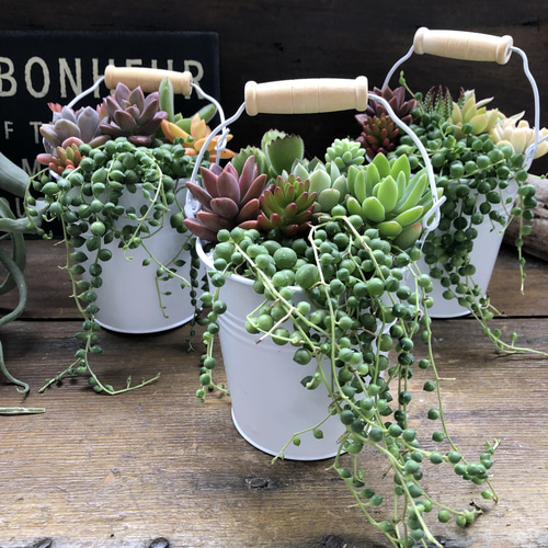 多肉植物の寄せ植えバケツ♡グリーンネックレスの寄せ植え♡可愛い