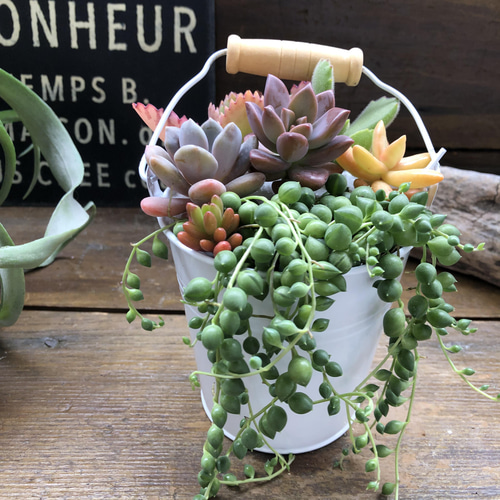 多肉寄せ植え♡グリーンネックレス 多肉寄せ植え♡グリーンネックレス