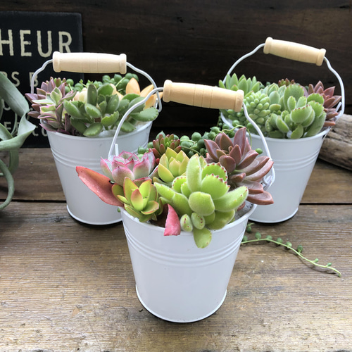 多肉植物の寄せ植えバケツ♡グリーンネックレスの寄せ植え♡可愛い
