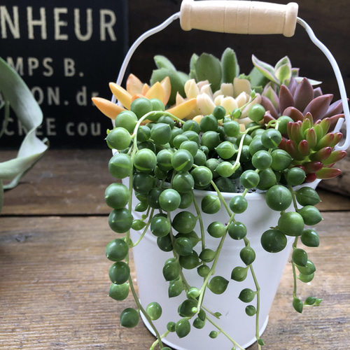 多肉寄せ植え♡グリーンネックレス 多肉植物 寄せ植え グリーンネックレス - メルカリ