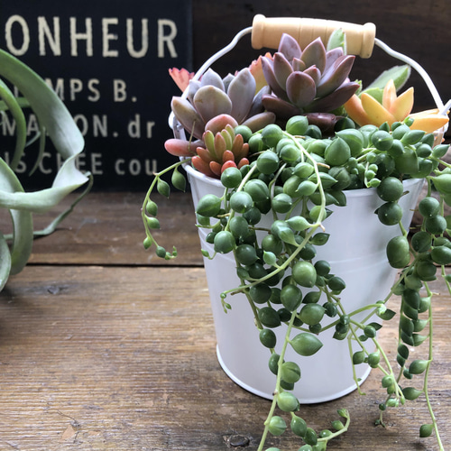 多肉植物の寄せ植えバケツ♡グリーンネックレスの寄せ植え♡可愛い