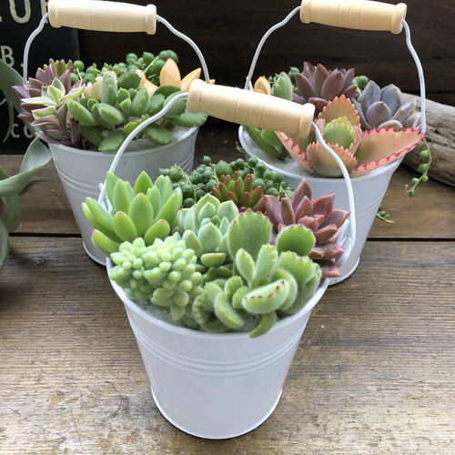 多肉植物の寄せ植えバケツ♡グリーンネックレスの寄せ植え