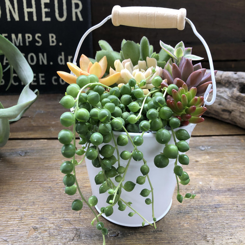 多肉植物の寄せ植えバケツ♡グリーンネックレスの寄せ植え♡可愛い
