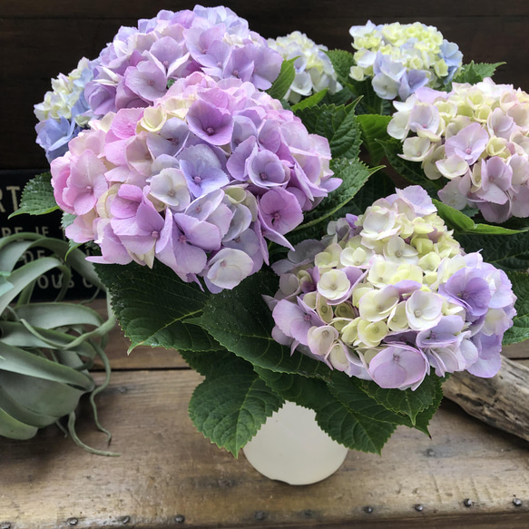 ピンクマーブルソーダ♡可愛い♡アジサイ♡紫陽花♡ 10枚目の画像