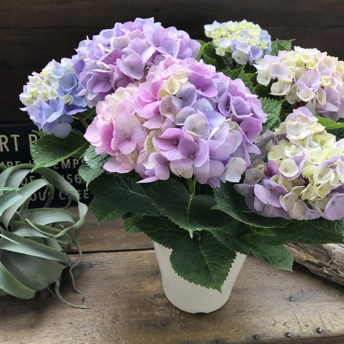 ピンクマーブルソーダ♡可愛い♡アジサイ♡紫陽花♡ アートフラワー