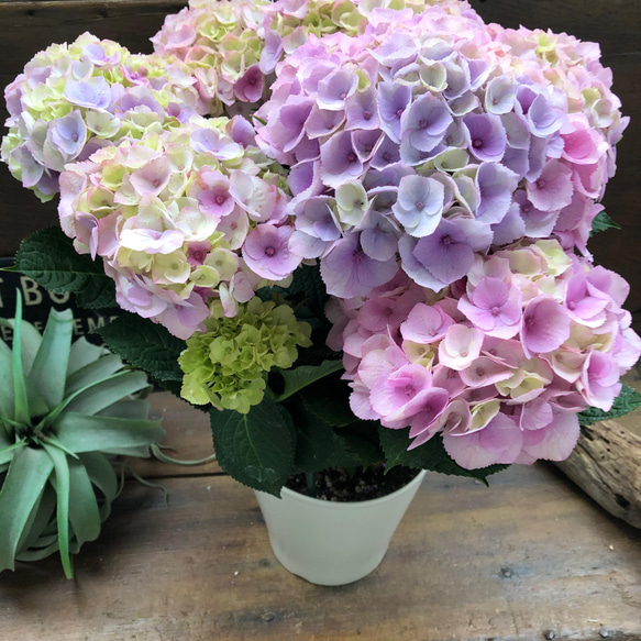 ピンクマーブルソーダ♡可愛い♡アジサイ♡紫陽花♡ アートフラワー