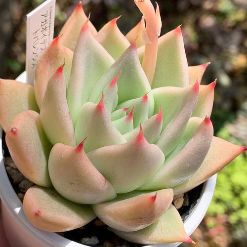 多肉植物　大苗　ジェイドポイント　抜き苗( アガボイデスの交配種) 2067928444723ddb9b9bfae425646c