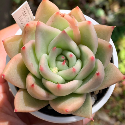 多肉植物 大苗 ジェイドポイント 抜き苗( アガボイデスの交配種