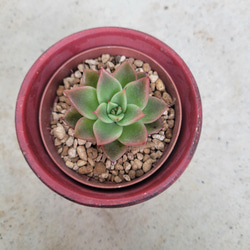 多肉植物❤レア❤ルビージュエル❤ 抜き苗 2枚目の画像