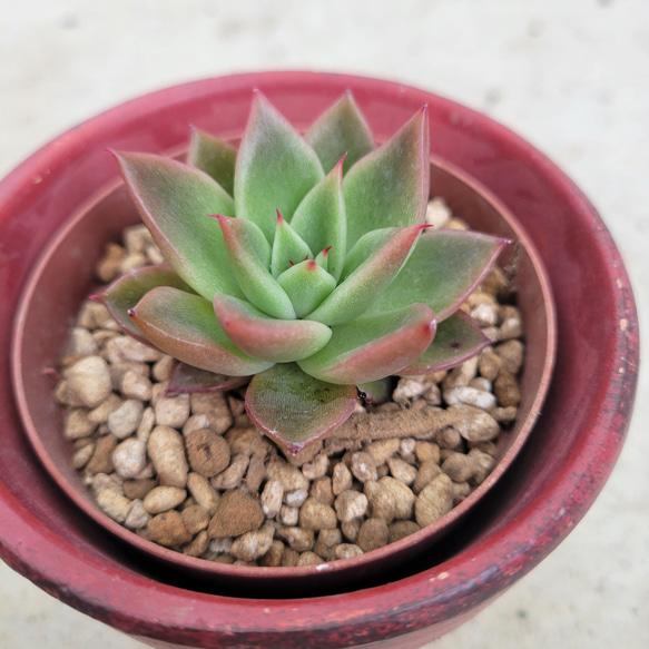 多肉植物❤レア❤ルビージュエル❤ 抜き苗 1枚目の画像