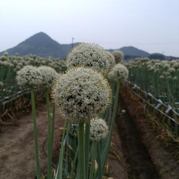 瀬戸の花はちみつ「玉ねぎの花」「百花」大瓶セット 3枚目の画像