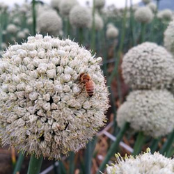 瀬戸の花はちみつ「玉ねぎの花」「百花」大瓶セット 2枚目の画像