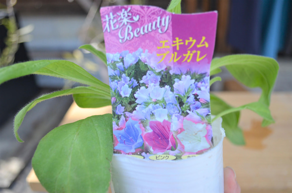 エキウム・ブルガレ（ピンク）♡2ポットセット 透明感のある花色と個性 