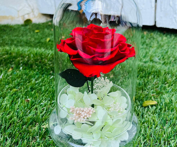 Floral Footprint 小王子的玫瑰 全透明微景觀 厄瓜 厄瓜多永生玻璃花盅 厄瓜多 /情人禮品  /生日禮物 第2張的照片
