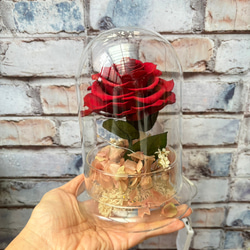 Floral Footprint 小王子的玫瑰 全透明微景觀 厄瓜 厄瓜多永生玻璃花盅 厄瓜多 /情人禮品  /生日禮物 第1張的照片