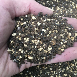 リトープス ミックス種子 100個 多肉植物 鳥のおもちゃ屋さん 通販