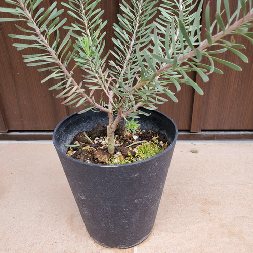 リューカデンドロン パープルヘイズ 鉢植え 苗 ネイティブフラワー