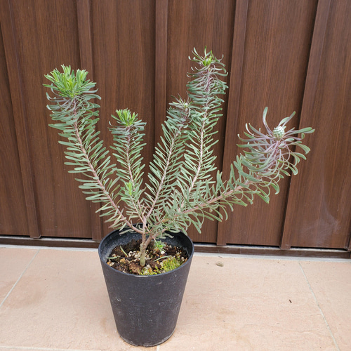 １１日入荷⭐️リューカデンドロン６品種⭐️6鉢セット⭐️ リューカデンドロン パープルヘイズ 鉢植え 苗 ネイティブフラワー