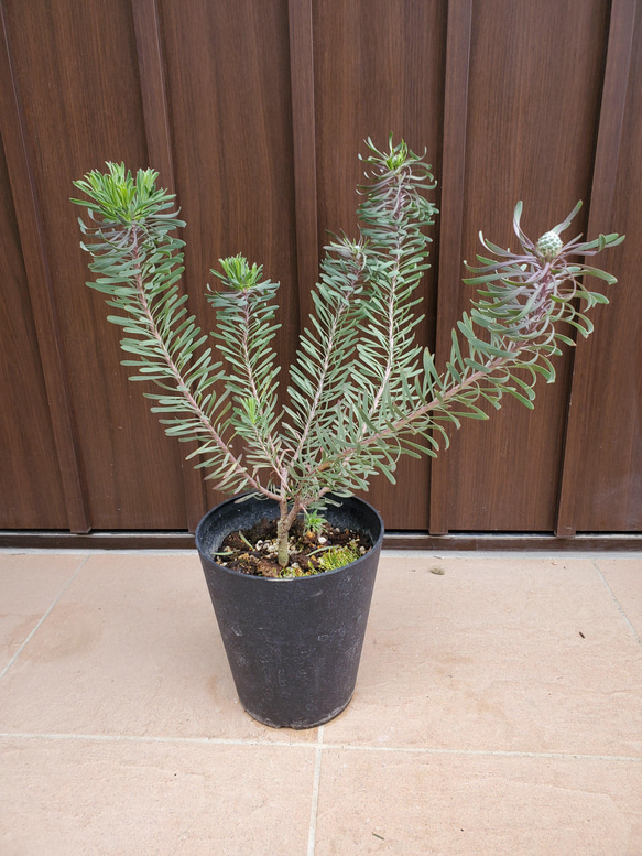 リューカデンドロン パープルヘイズ 鉢植え 苗 ネイティブフラワー