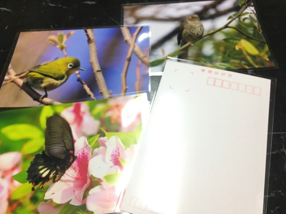 【3枚選べるポストカード】白鳥② 2枚目の画像