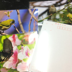 【3枚選べるポストカード】白鳥③ 2枚目の画像